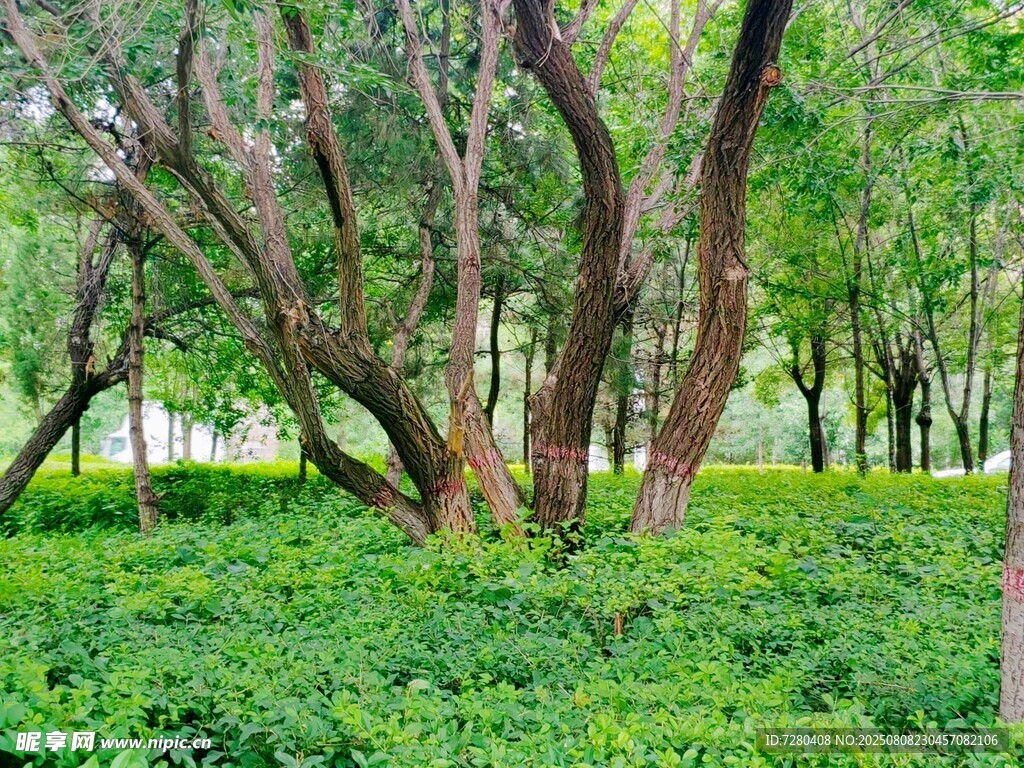 绿意盎然的树林景观