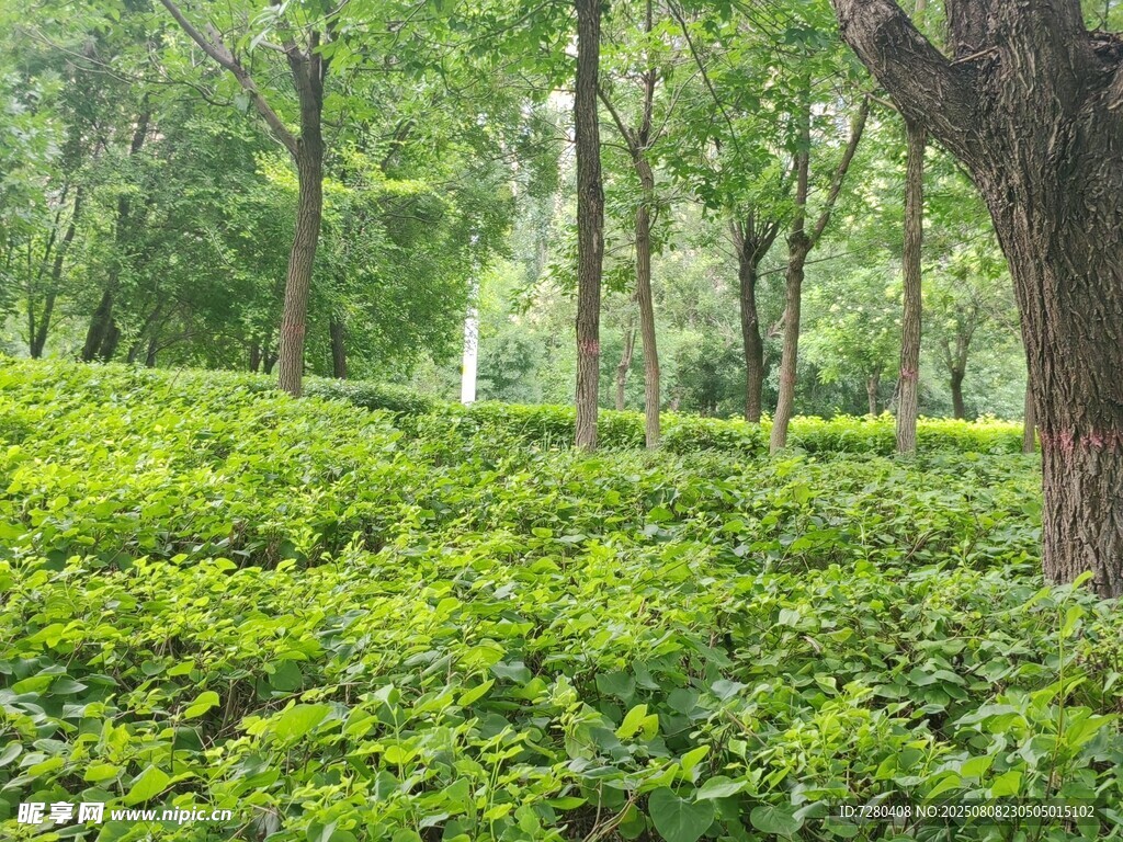 绿意盎然的林间植被景观