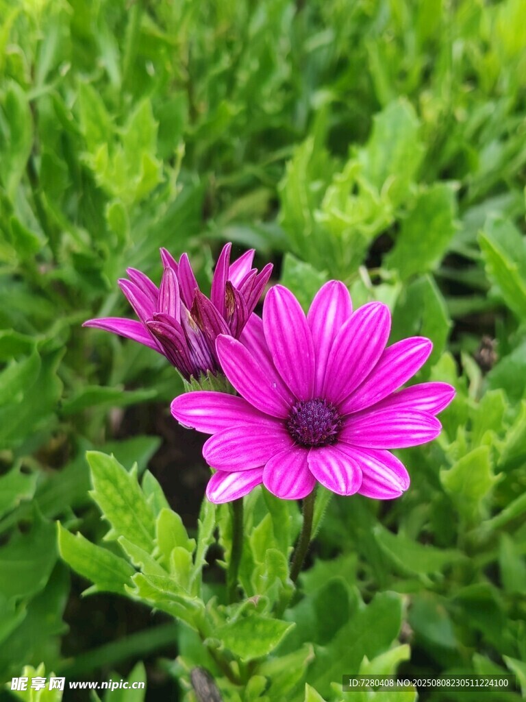 娇艳紫花绽放绿叶间