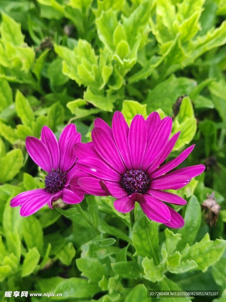 两朵紫花绽放于绿叶间
