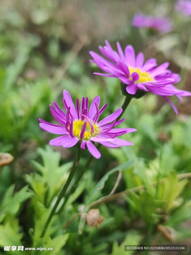 紫色小花绽放于绿叶间