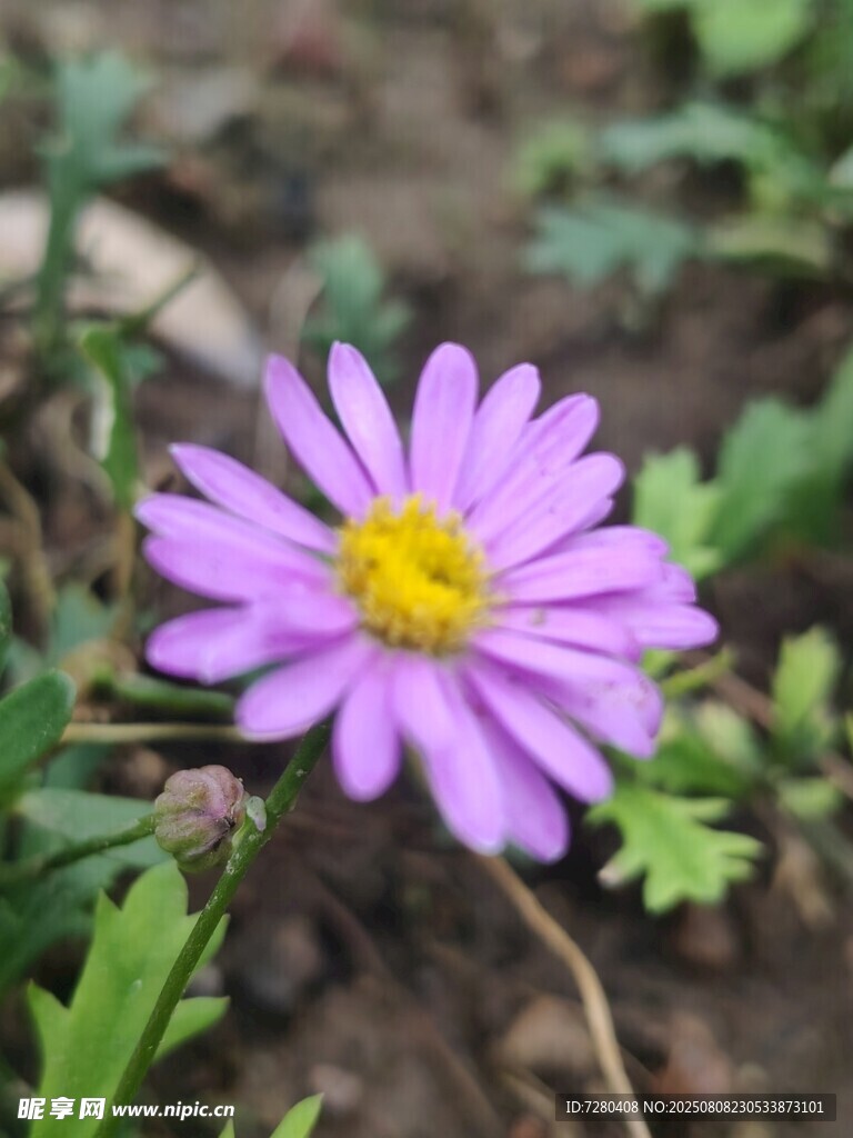 紫色小花绽放于绿叶间