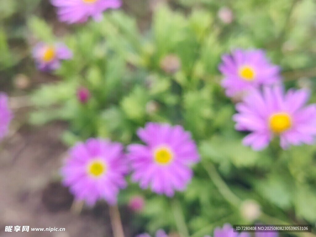 紫色小花绽放生机