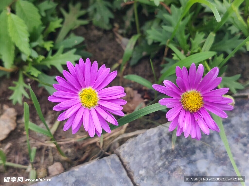 两朵绽放的紫色小雏菊