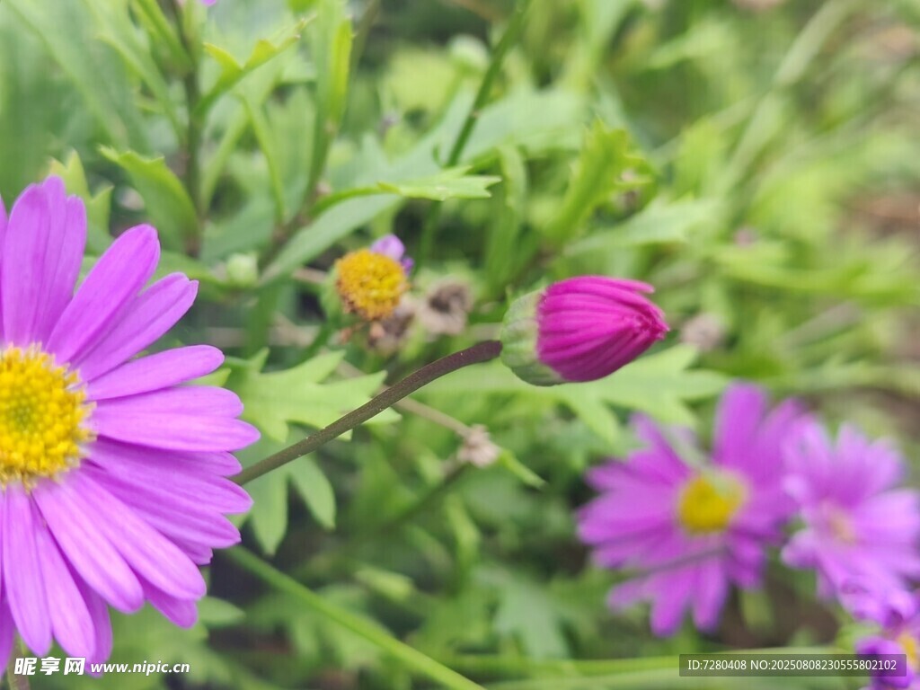 紫色雏菊绽放于绿意间