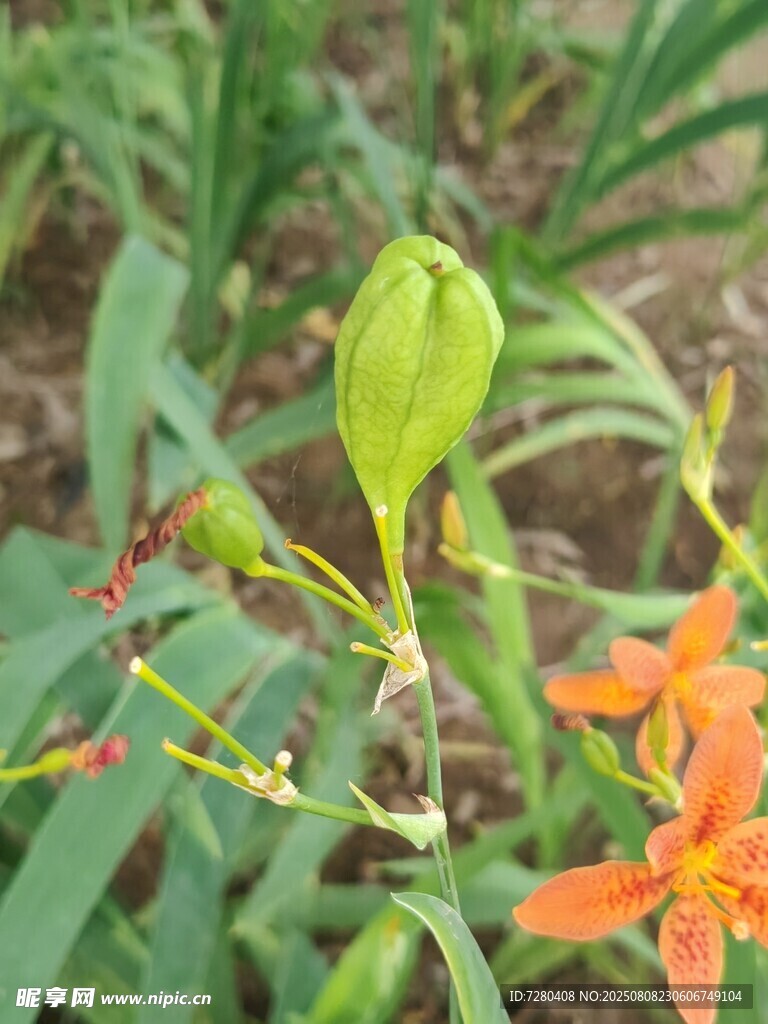 橙色花卉与绿色花苞特写