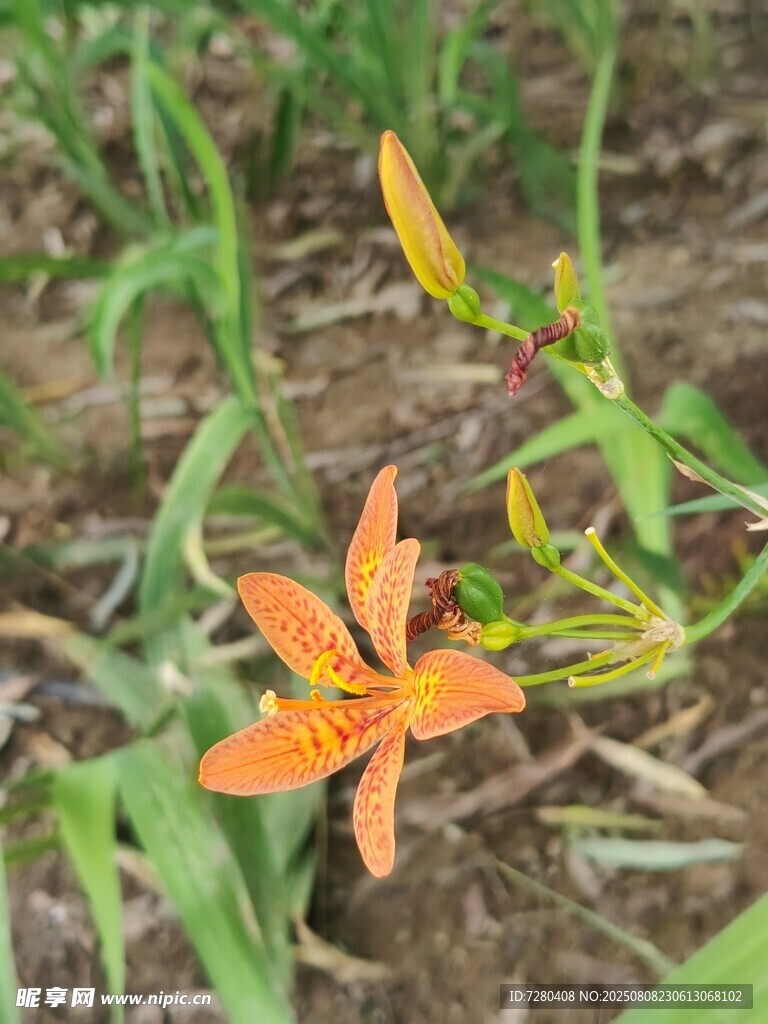 橙色射干花绽放于草地