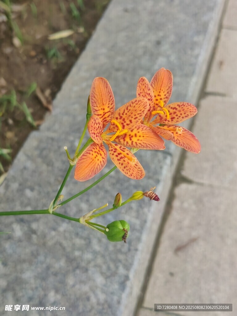 石板上的鲜艳橙色花朵