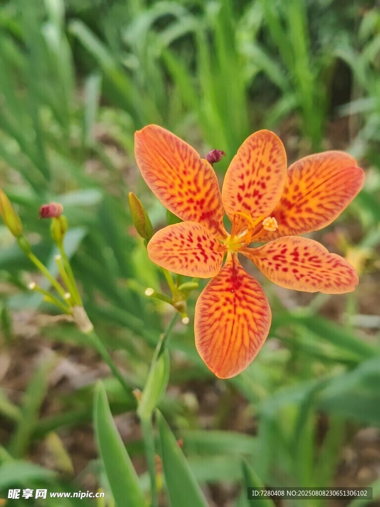 橙色斑点射干花特写