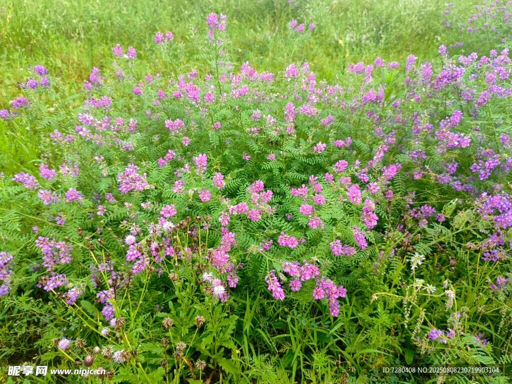 紫色野花盛开的绿色草地
