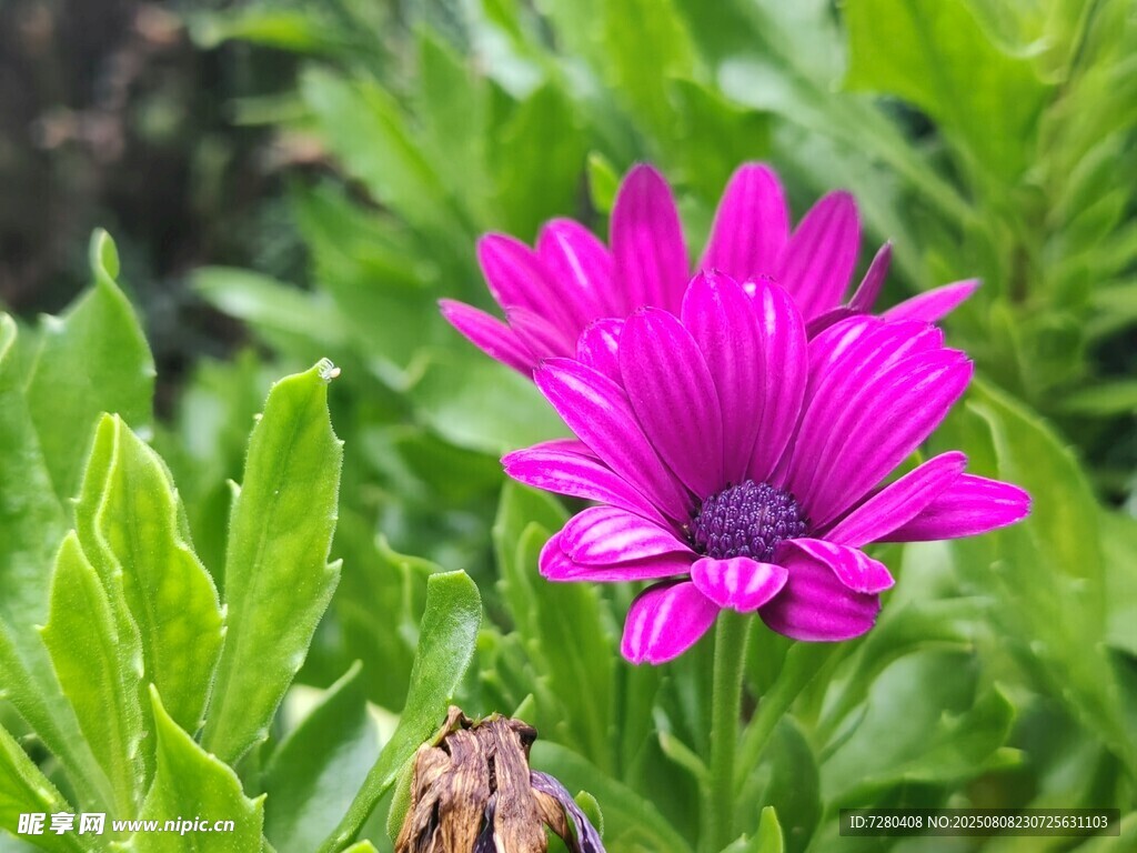 艳丽紫花绽放绿叶间