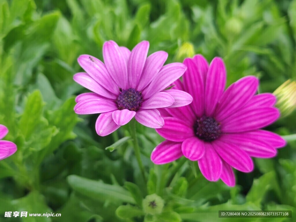 娇艳粉菊绽放绿叶间