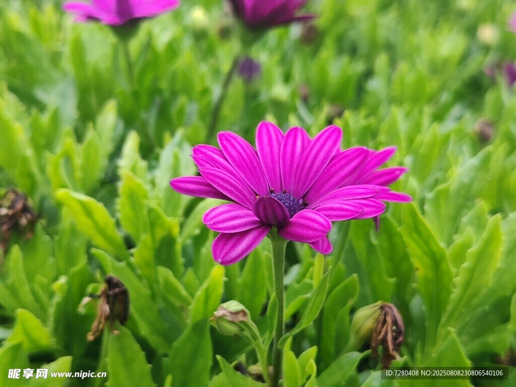 娇艳紫花绽放于绿丛中