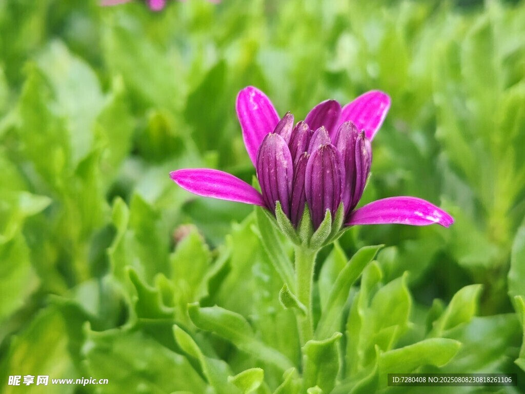 娇艳紫花绽于翠绿间