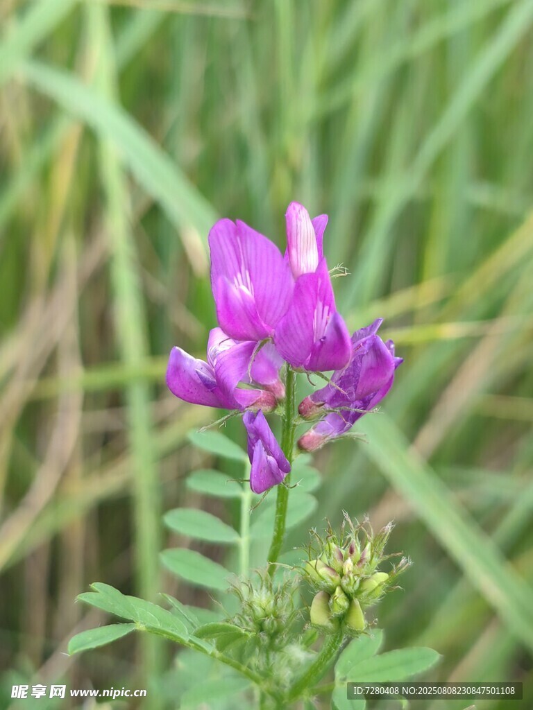 紫色野花绽放于草丛间