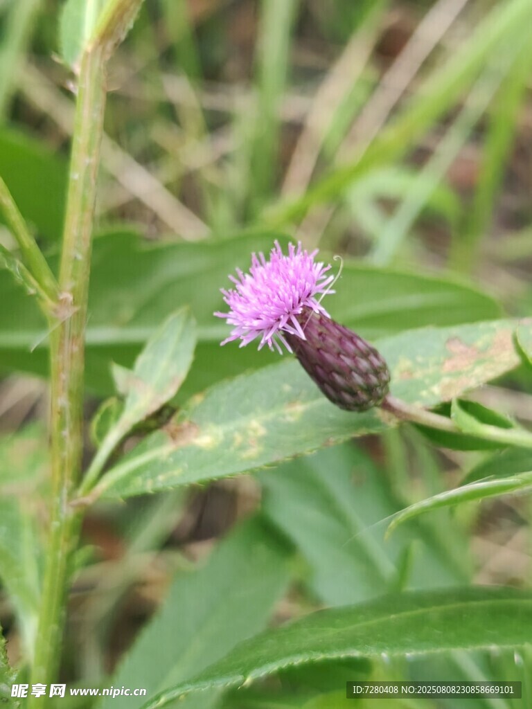 紫色小花上的昆虫