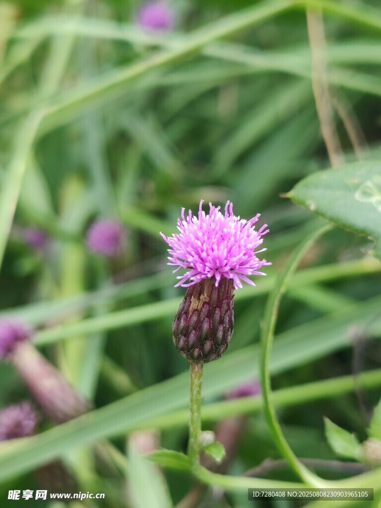 紫色小花上的蜜蜂
