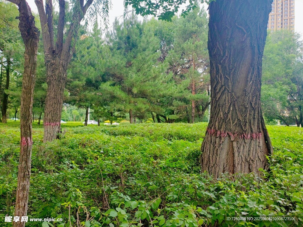 城市中葱郁的树木与绿植