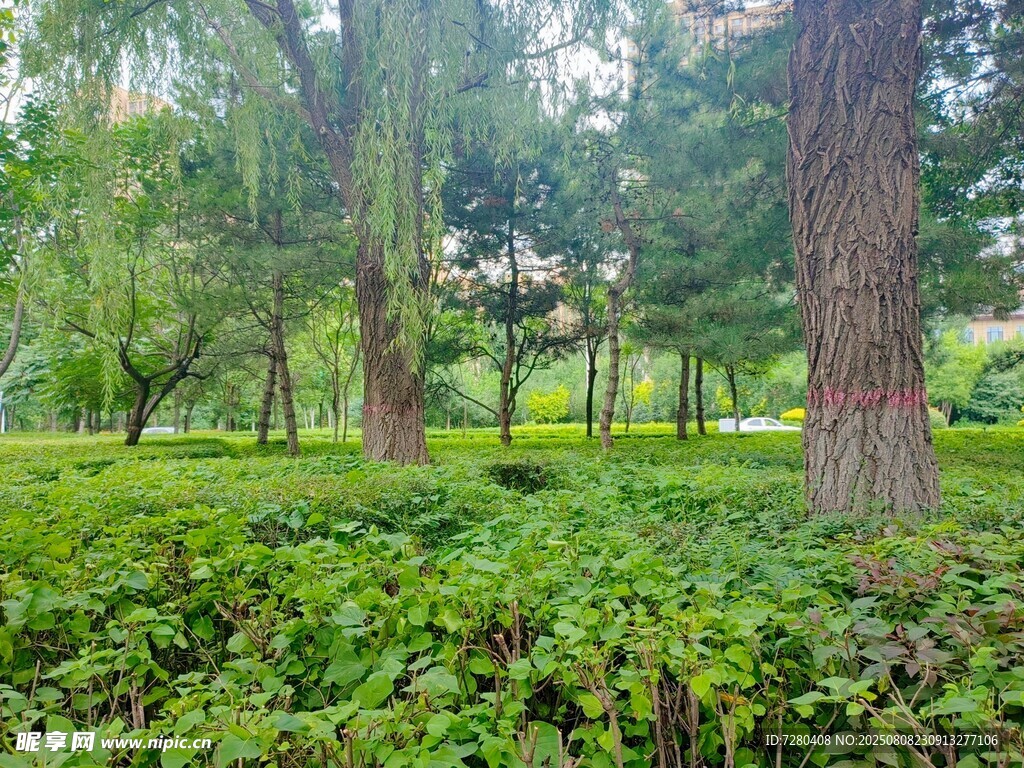 绿意盎然的林间景致