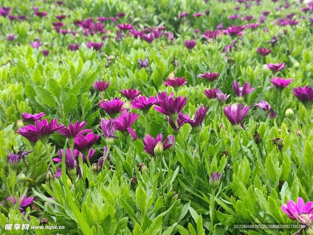 紫色郁金香花海