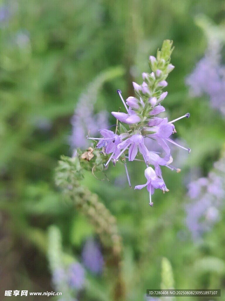 紫色小花特写