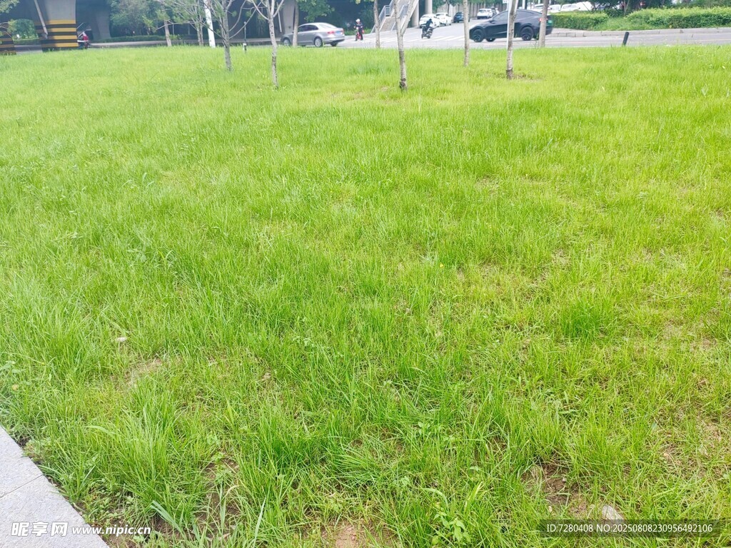 户外翠绿草坪场景