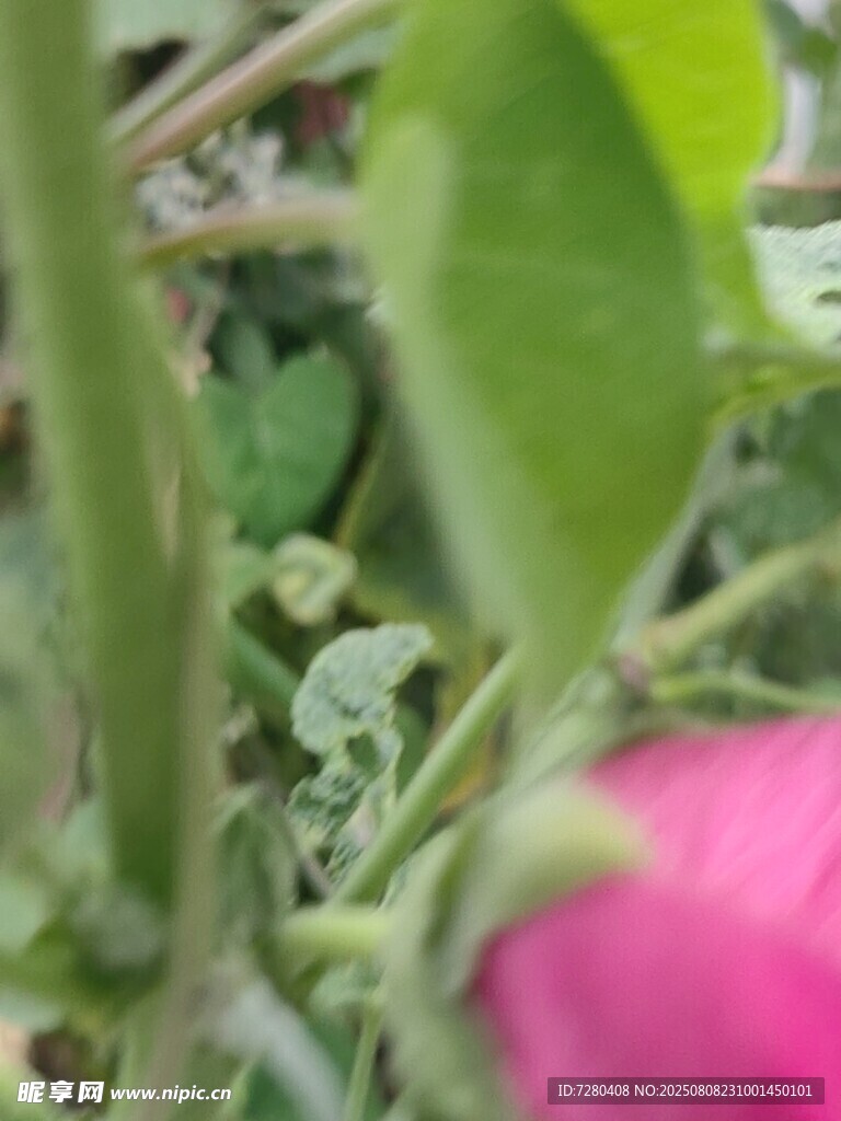 绿叶间的粉色花朵