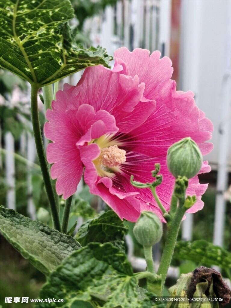娇艳木槿花绽放