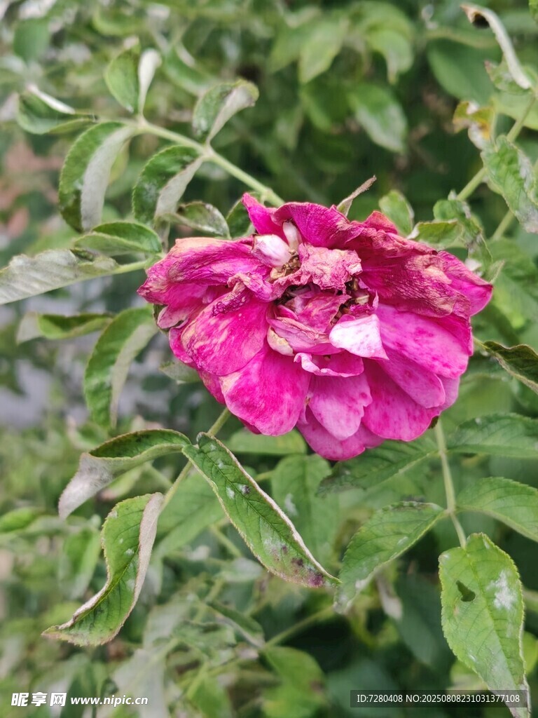 娇艳欲滴的玫红色花朵