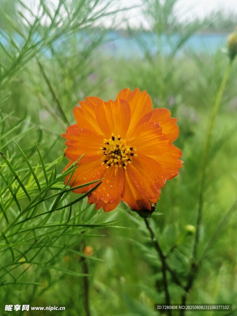 橙色波斯菊绽放于绿野