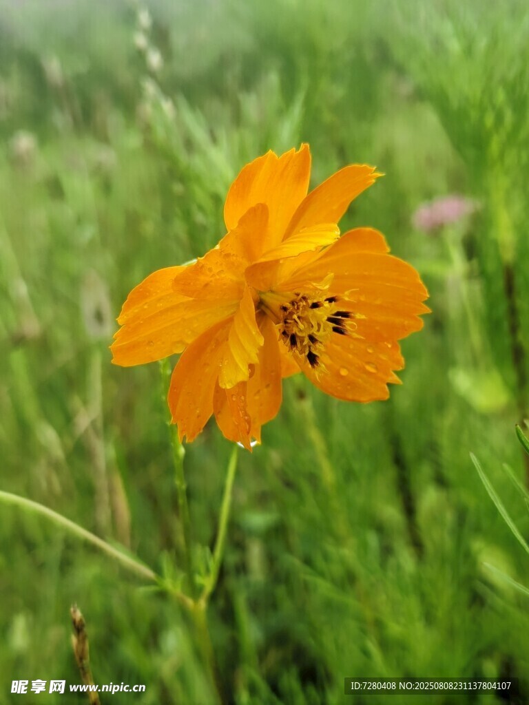 田野中的橙色娇艳小花