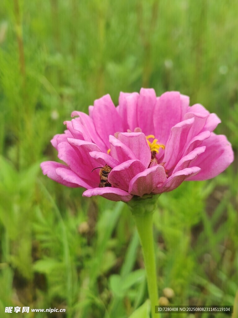 粉色绽放花朵特写