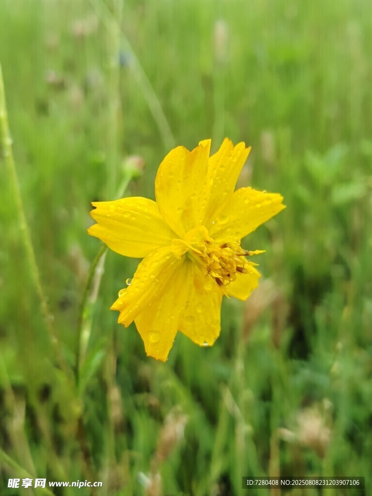 田野中的黄色小花
