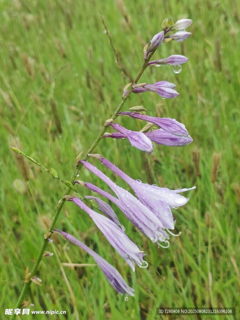 紫色铃兰花绽放于草地