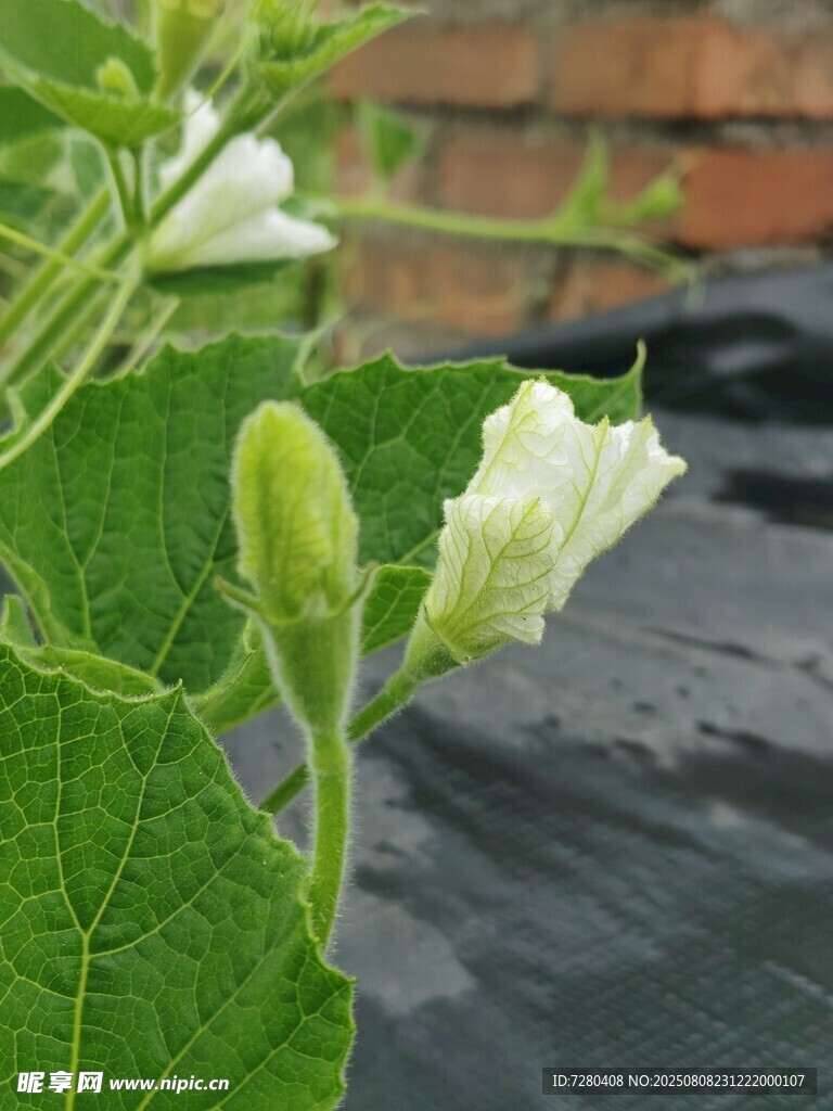 含苞待放的白色瓜类花朵