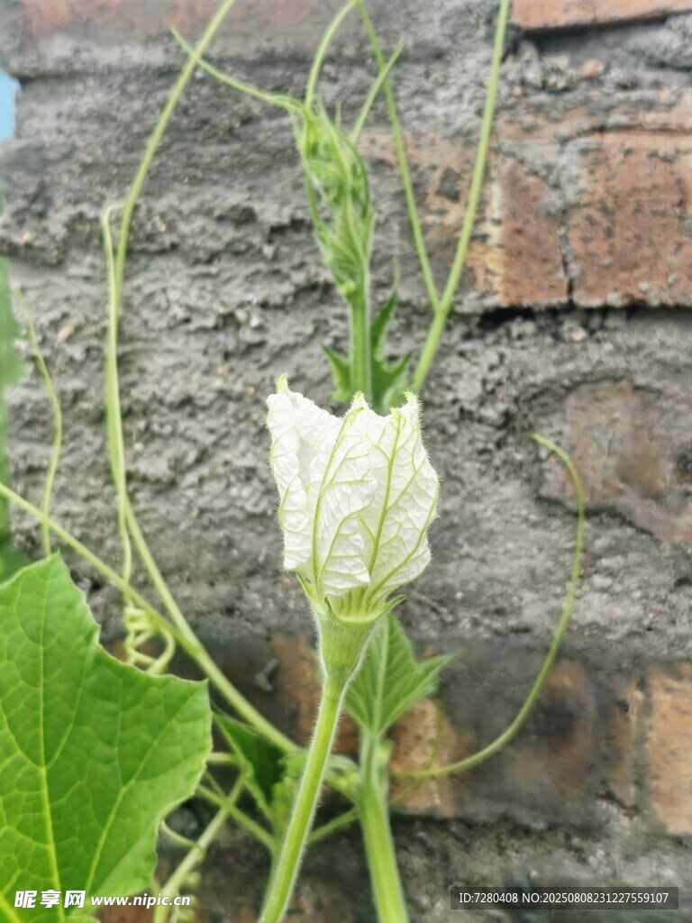 墙边绽放的白色丝瓜花