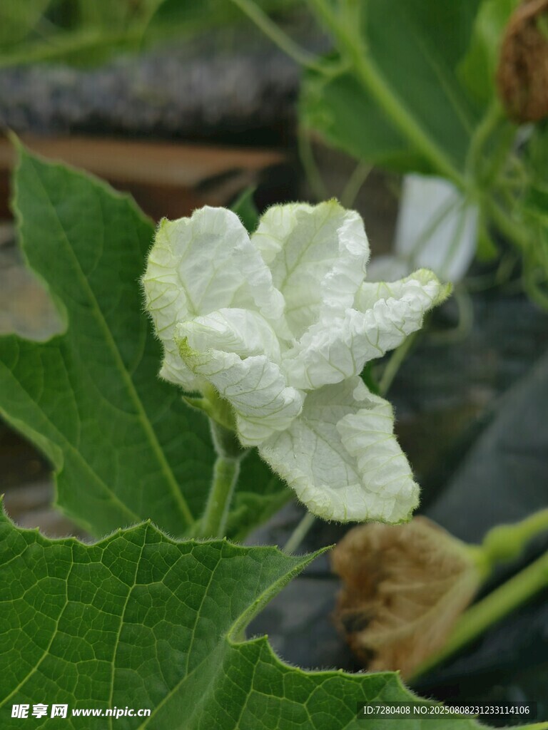洁白丝瓜花
