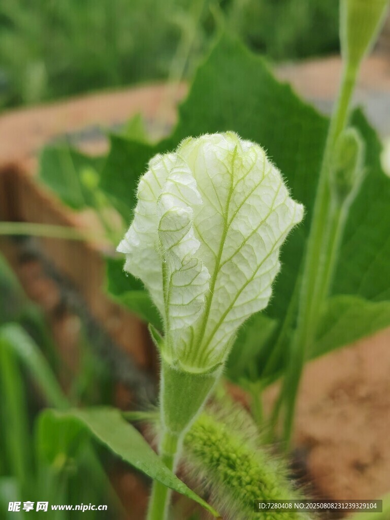 白色娇嫩瓜花