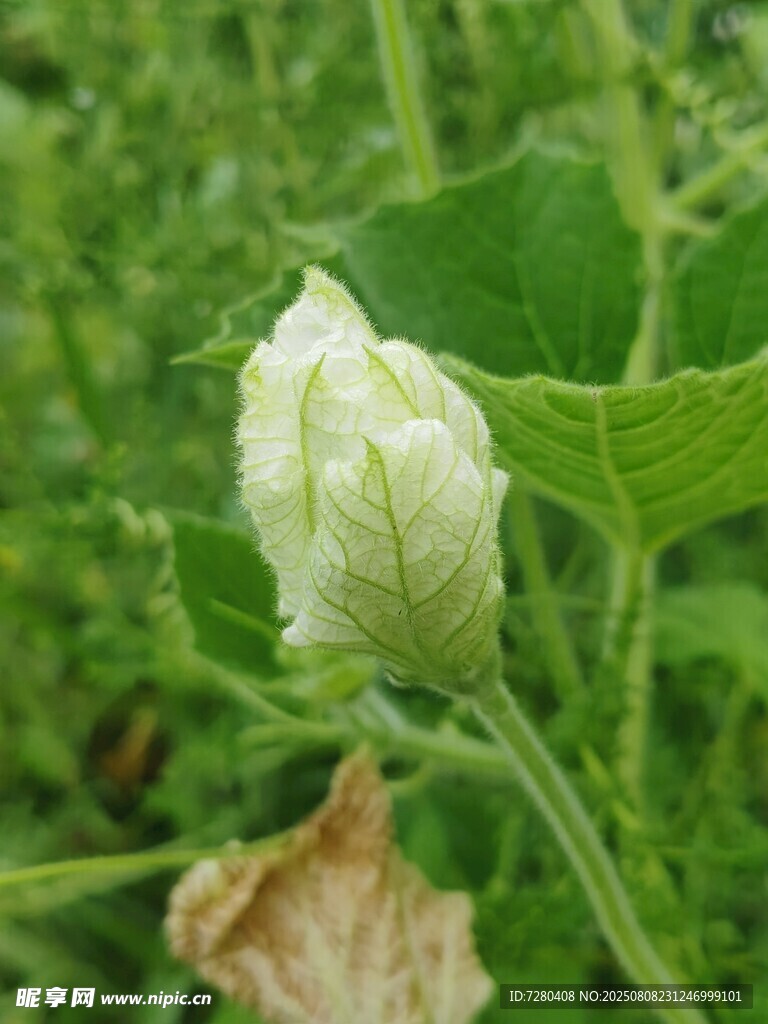 含苞待放的绿色植物