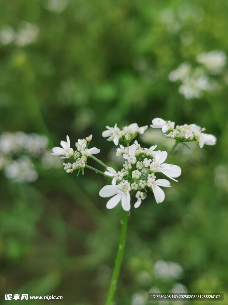 白色小花绽放于绿意间