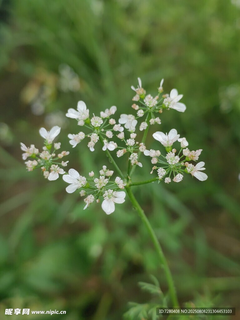 白色小花绽放于草丛中