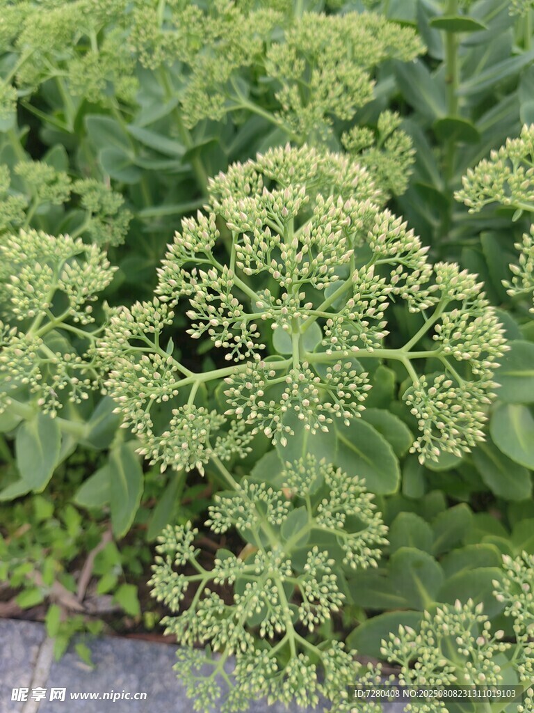 绿色繁茂的植物