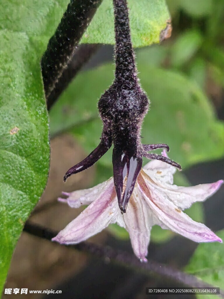 奇特黑花绽放