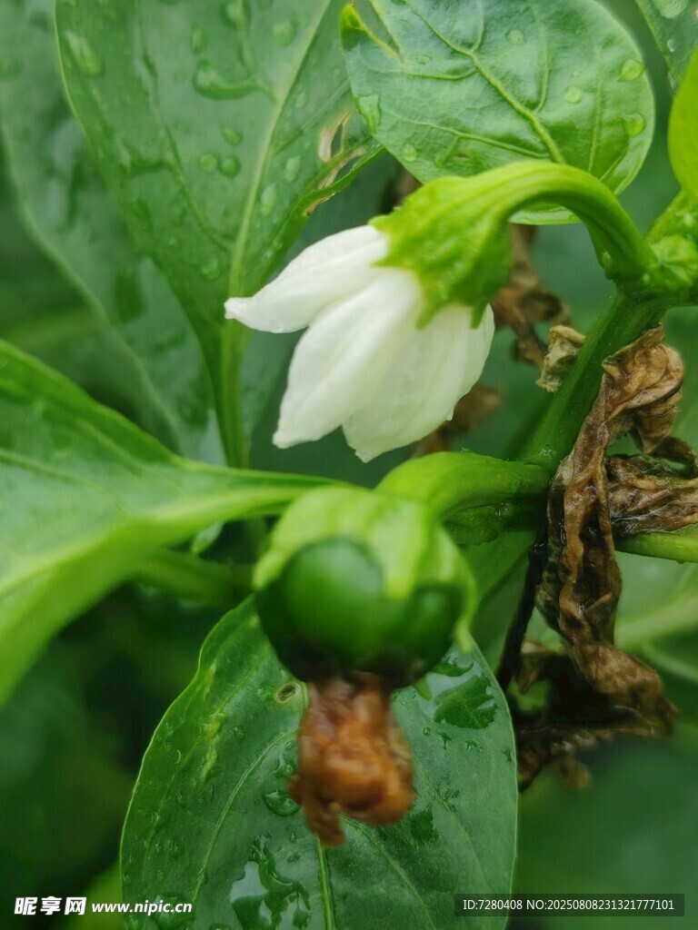 青椒花与果实特写