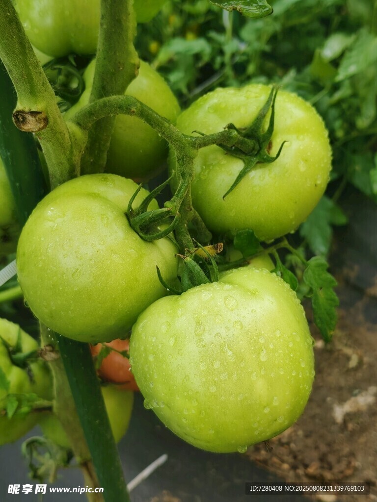 青嫩番茄挂枝头