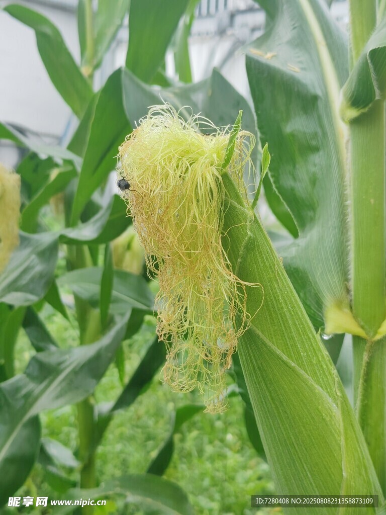 成熟玉米