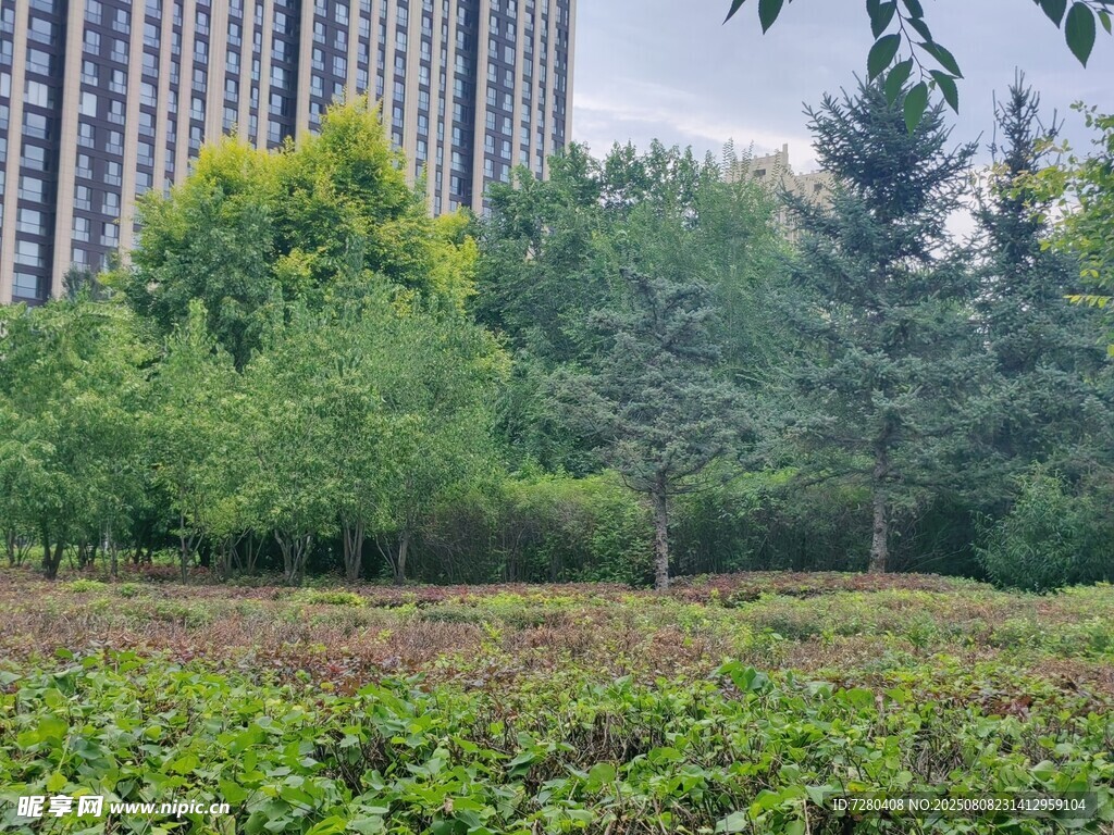 城市中的绿植景观