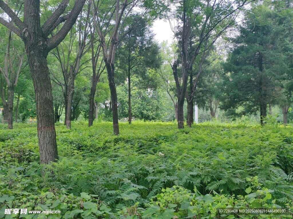 绿意盎然的林间草地