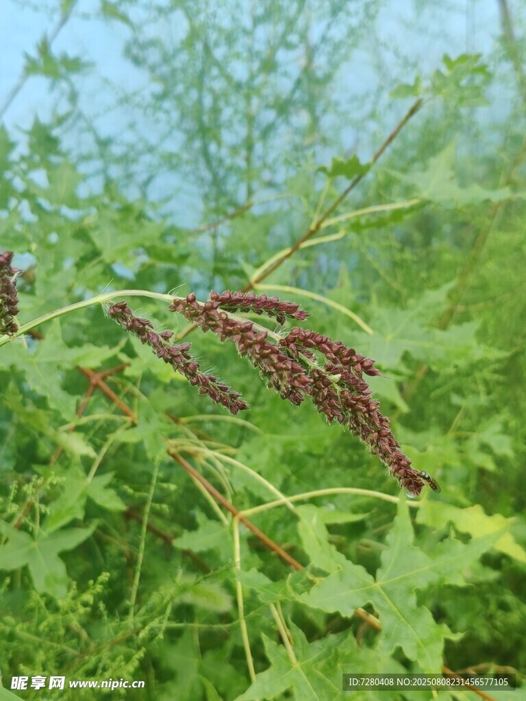 野外红穗植物特写