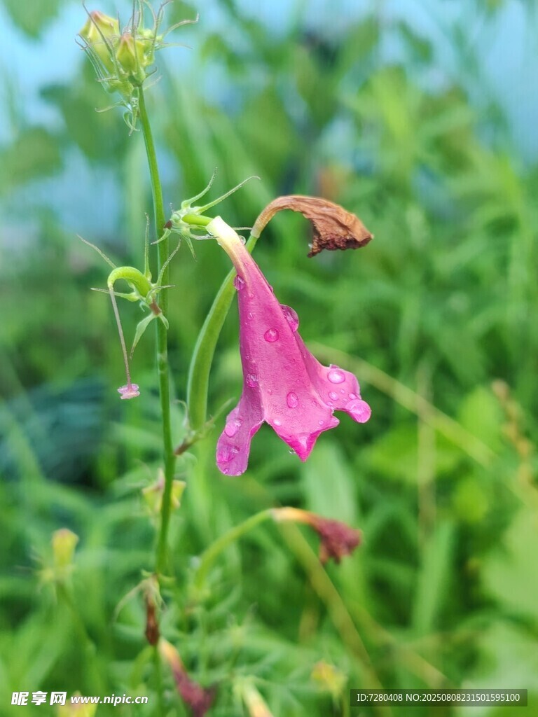 粉色小花绽放于绿野间